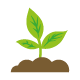 Pianta